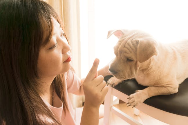 How to Train Your Dog to Listen to Verbal Click Words